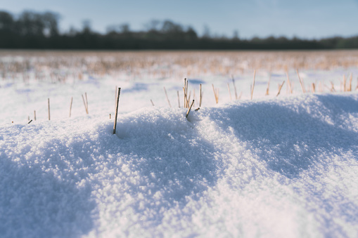 A blanket of snow lies across a field of stubble.