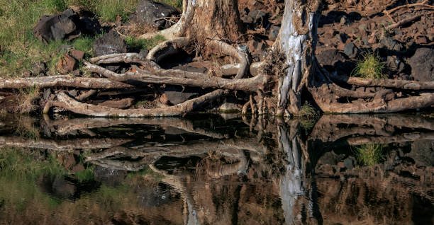istock Roots and trunks of old trees are reflected in the dark water. 1301363022