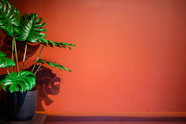 istock Small green tree in a pot and shadow in red background. 1301363949