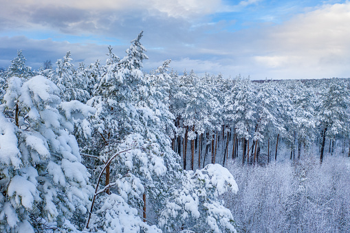 Winter pine forest heavily covered with snow. Blue cloudy sky is on the background.