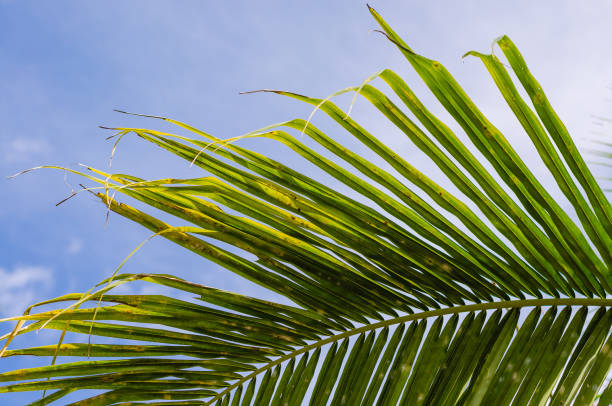 istock Coconut Leaf and Blue Sky of Summer. 1301365231