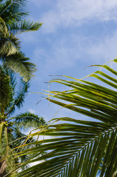 istock Coconut Leaf and Blue Sky of Summer. 1301365236