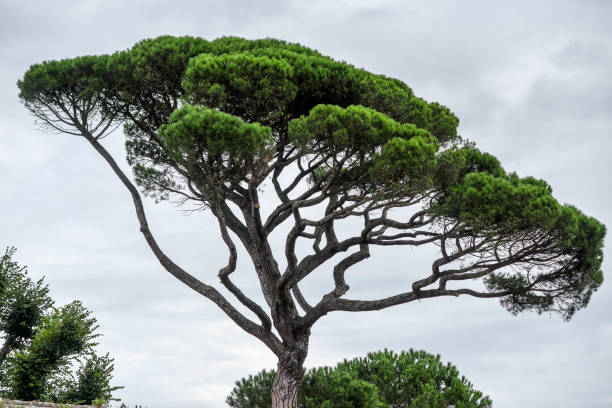 "nItalian stone pine by the ocean in France. "nItalian stone pine by the ocean in France. pinus pinea photos stock pictures, royalty-free photos & images