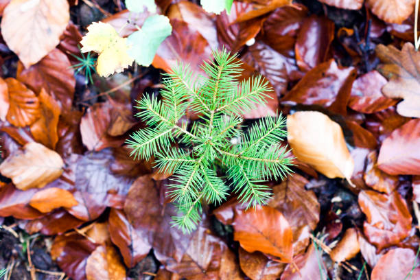 Young flowering pine in the autumn forest. View from above.