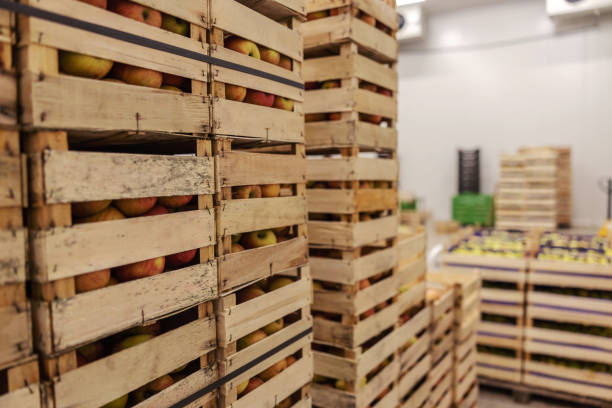 istock Fruits in crates ready for shipping. Cold storage interior. 1301367076
