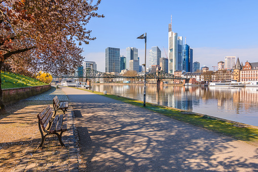 Skyscrapers in the financial district with reflections. Park and path on the banks of the Main on the river Main in Frankfurt. Tree with flowers and benches in spring