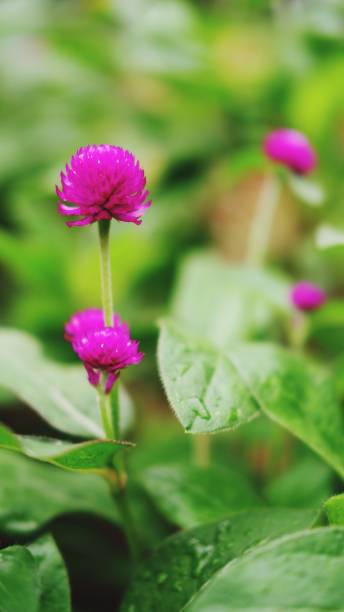 globe amaranth - globe amaranth imagens e fotografias de stock