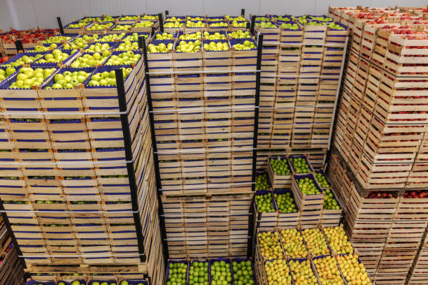 istock Fruits in crates ready for shipping. Cold storage interior. 1301367822