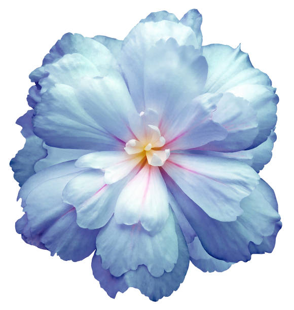 Macro photography flower bloom