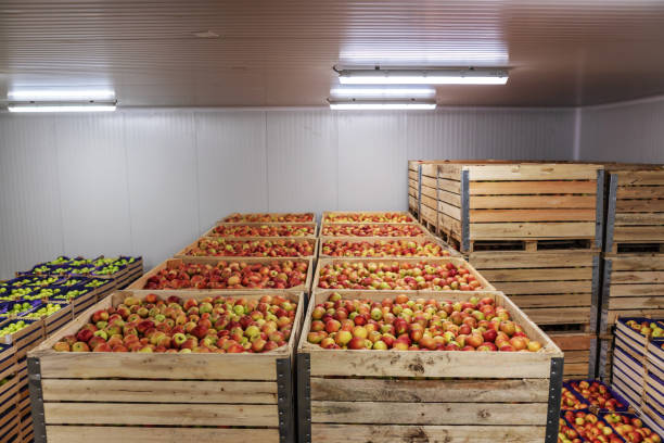 istock Fruits in crates ready for shipping. Cold storage interior. 1301367917