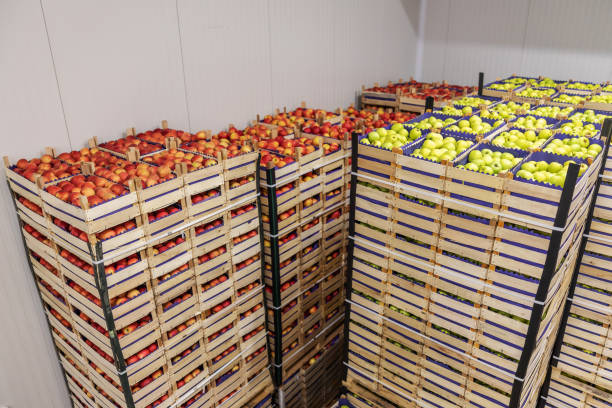 istock Fruits in crates ready for shipping. Cold storage interior. 1301368230