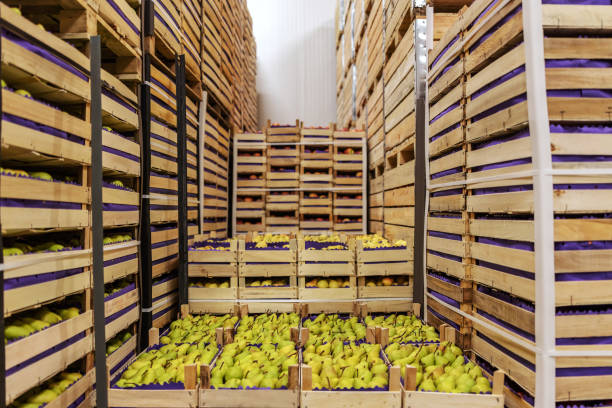istock Pears and apples in crates ready for shipping. Cold storage interior. 1301369152