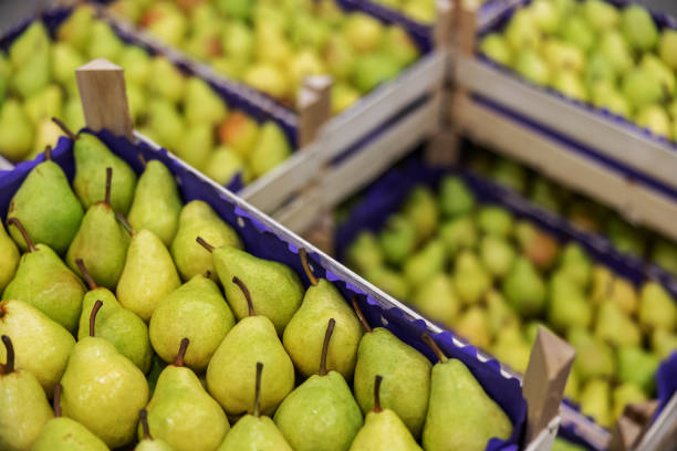 Pears in crates ready for shipping. Cold storage interior.