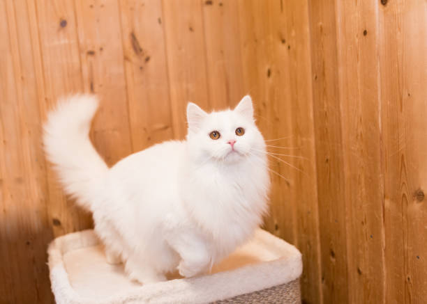 istock white cat is about to jump 1301371039