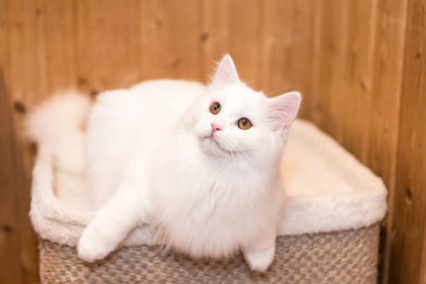 istock white young longhair cat sitting on stool 1301371146