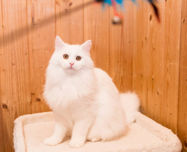 istock playful white longhair cat 1301371177