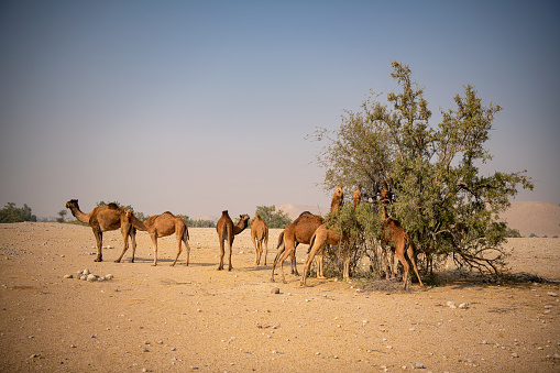 Jamshoro, Pakistan - January 16, 2021: Exterior View of Camel herd moving in Barren land Drought in  Desert