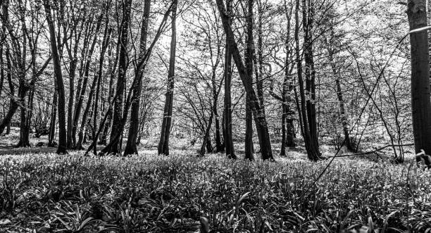 istock Black and White Image of Bluebell Woods with Sun Light streaming through branches creating patterns on forest floor 1301374076