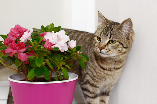 Tabby young cat near a potted flower Azalea in a flowerpot