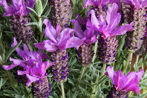 This Mediterranean herb is also called Spanish lavender or French lavender