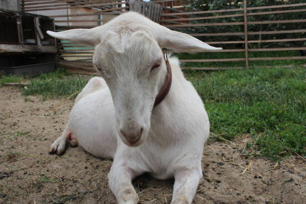 istock white goat lying on the grass sad sleeping sick animal 1301376300