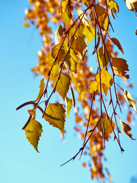 istock Autumn branches with yellow leaves. 1301376736