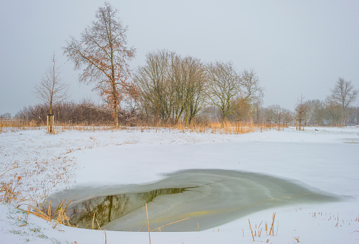 Snowy white edge of a cold lake in a field in wetland in winter, Almere, Flevoland, The Netherlands, February 8, 2020
