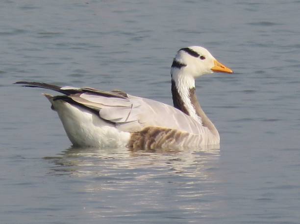 Bar Headed Goose Migratory bird that winters in South Asia. Easily identified by the distinctive black bars on the back of the head. bar headed goose anser indicus stock pictures, royalty-free photos & images