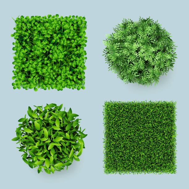 Grass top. Green ground eco gardens forest natural leaves plants decent vector realistic templates Grass top. Green ground eco gardens forest natural leaves plants decent vector realistic templates. Sample nature garden plant, green grass and leaf illustration green wall stock illustrations