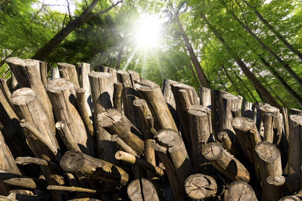 Closeup of a stack of firewood with a green forest and sunbeams on background.