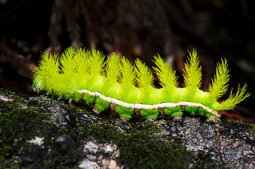 Caterpillar of the peacock-eye moth (Automeris illustris). São Sebastião - SP - Brazil. 02/2021