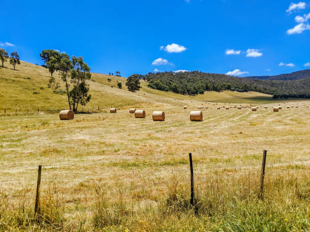 istock Victorian Rural Country in Australia 1301379033