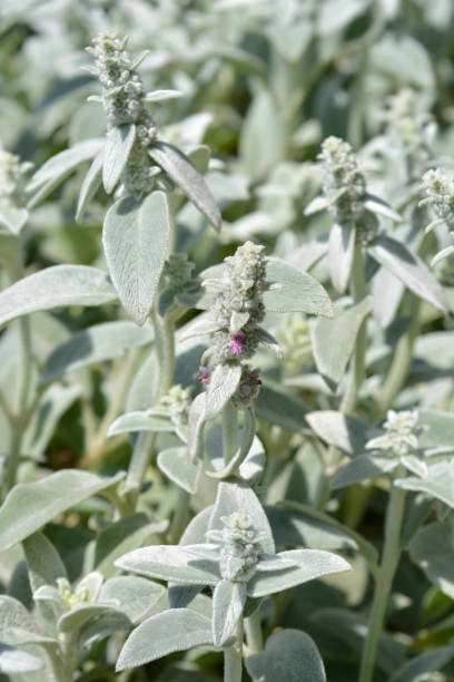 Lambs ears Silver Carpet Lambs ears Silver Carpet - Latin name - Stachys byzantina Silver Carpet big ears stock pictures, royalty-free photos & images