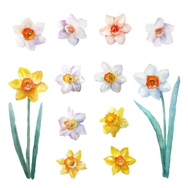 ilustrações, clipart, desenhos animados e ícones de flores de mola de aquarela. diferentes desenhos vetoriais de narciso para o seu design. isolado em branco. - leaf flower head bouquet daffodil