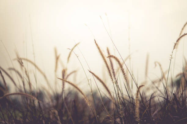 The grass in the setting sun is about to set, warming the heart.