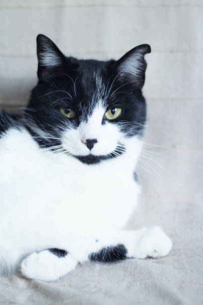 면역 결핍을 가진 흑백 고양이. 2세 반 - immunodeficiency 뉴스 사진 이미지