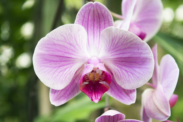 istock White and pale pink orchid. No people. Copy space 1301381198
