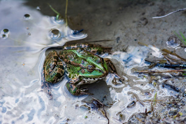 istock Green frog sitting in water 1301381334
