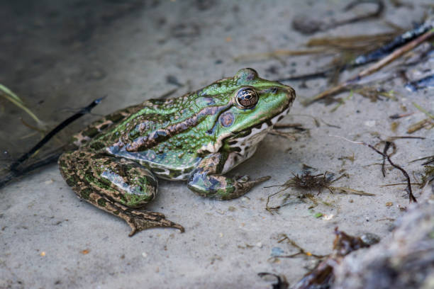 istock Green frog sitting in water 1301381339