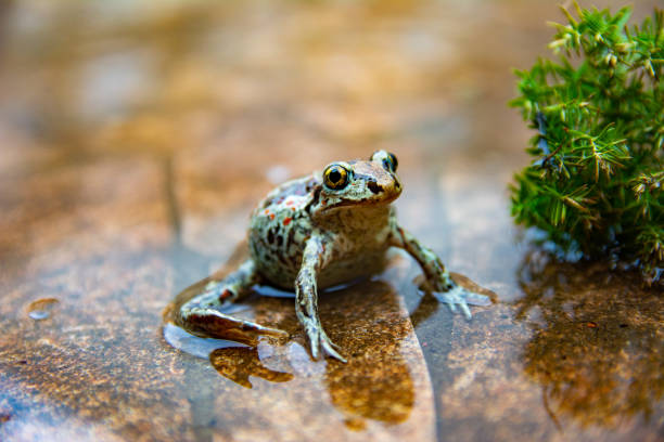 rana marrón común europea se sienta en la hoja verde después de la lluvia - frog batrachian animal head grass fotografías e imágenes de stock