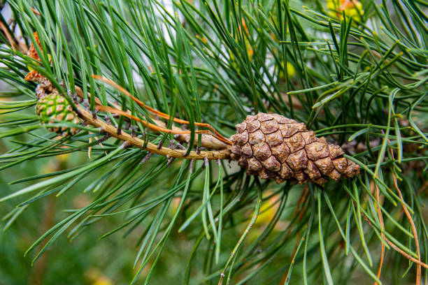 istock Young shoots and pine cones, green needles 1301381560
