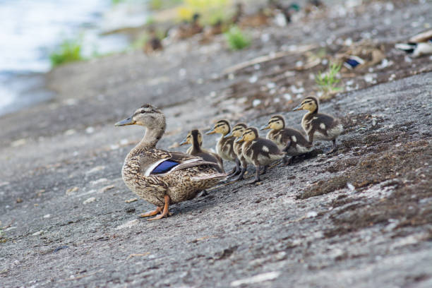 istock Mother Duck on the river hide her little ducklings 1301382515