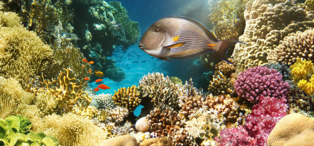istock Arabian sohal surgeon fish in the natural environment 1301382645