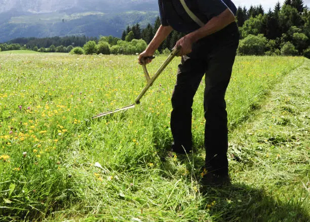 farmer mowing green grass with a scythe in the field