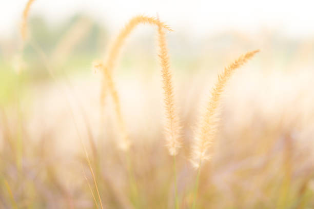 istock The grass in the setting sun is about to set, warming the heart 1301383066