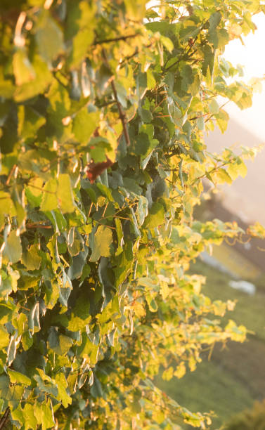 istock late vintage of wine in autumn 1301383253