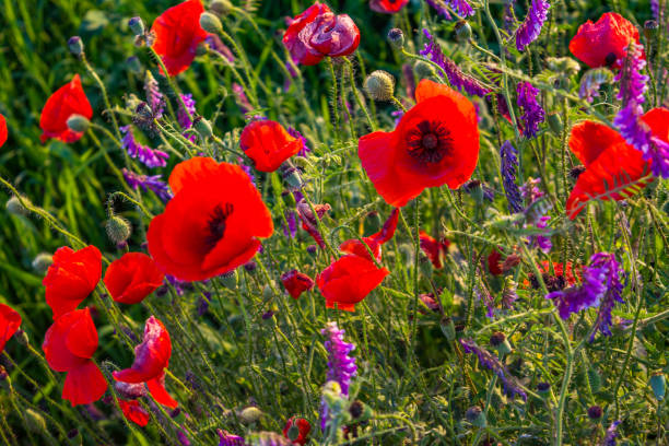 istock Red poppies flowers and heads 1301383269