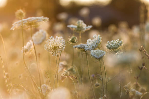 istock Artistic Image of field grass and flowers 1301383344