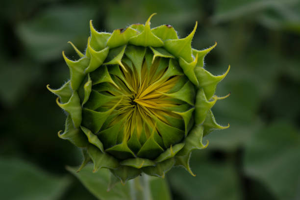 istock sunflower young green bud close-up on blurred background 1301383411