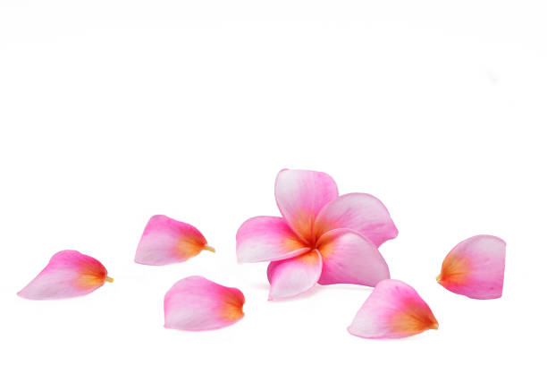 istock Azalea flower isolated on white background 1301384023